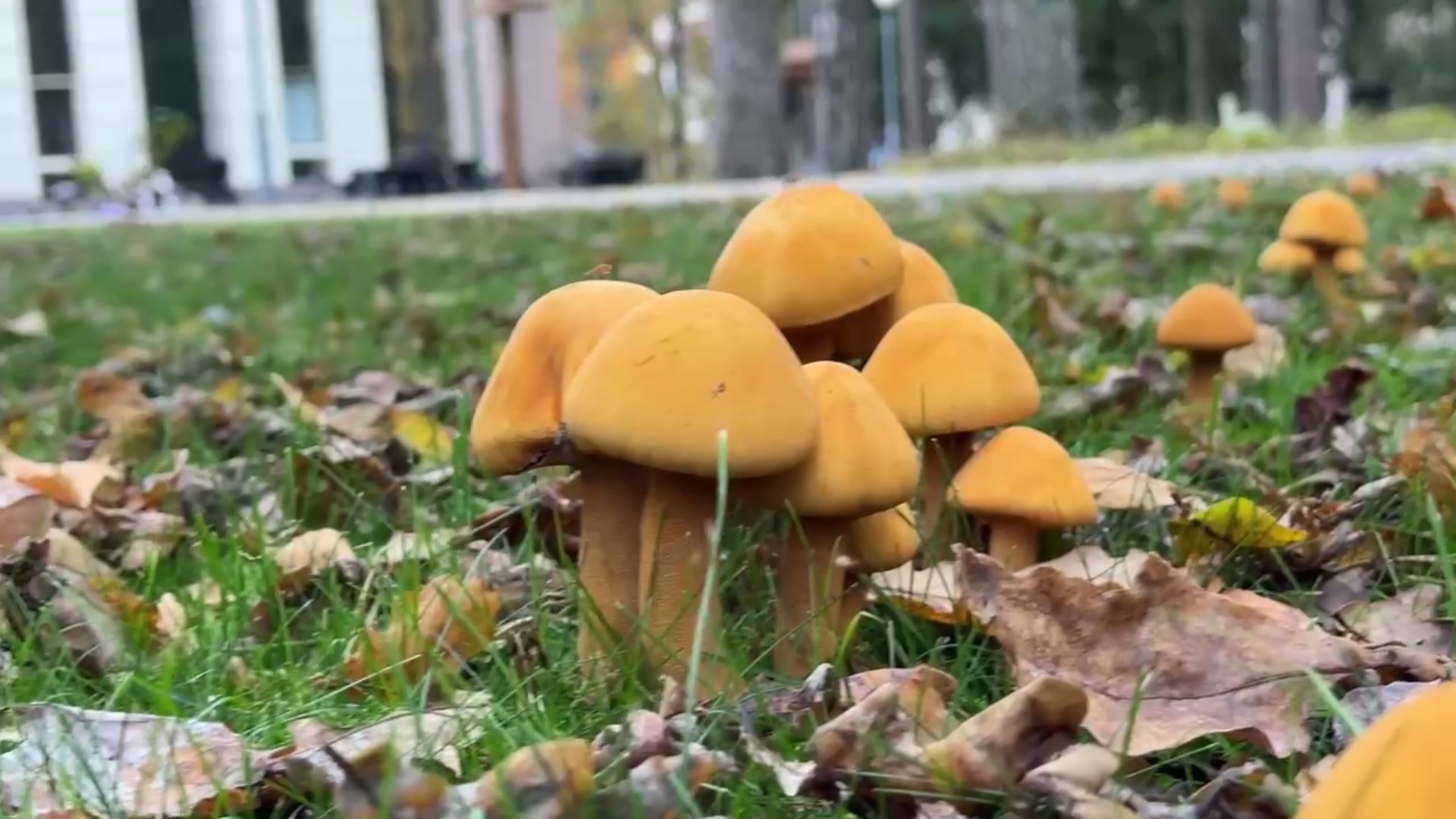 Редкий гриб в пуще