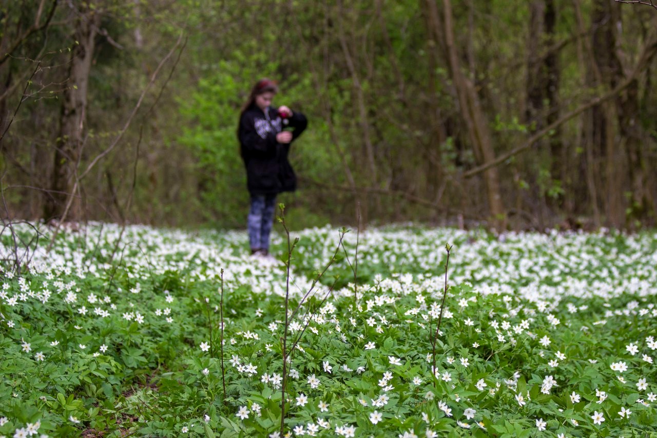 Цветочный ковер ветреницы дубравной 2.jpg