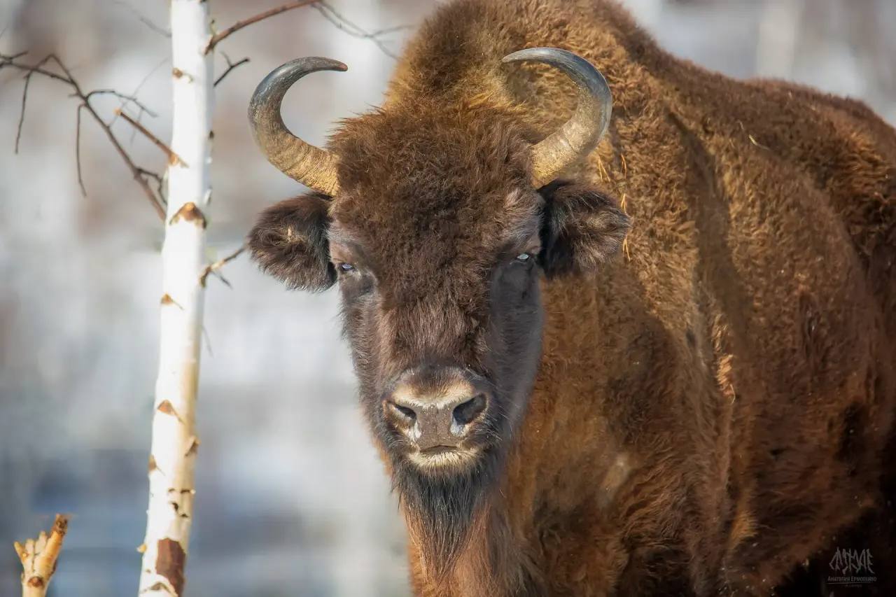 беловежский зубр