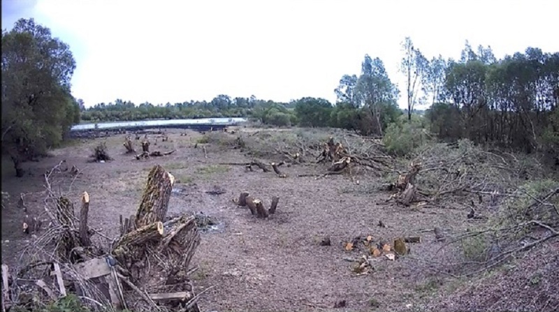 срубленные деревья.jpg