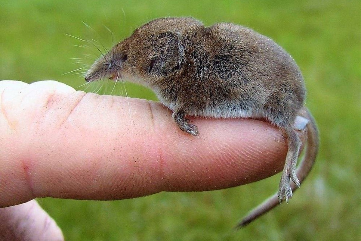 Крошечная бурозубка 2.jpg