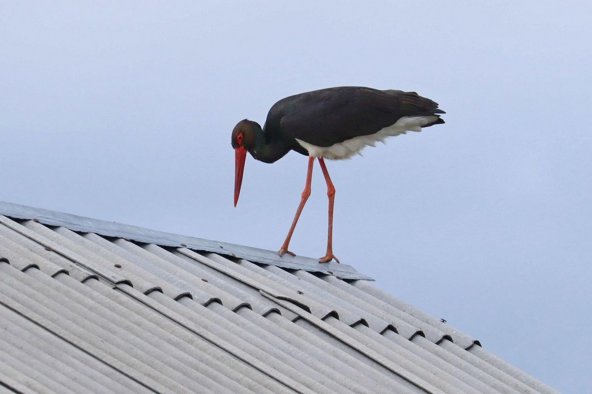 2-Пернатый отшельник часто проводит время на столбе напротив гнезда или на крыше соседнего дома.jpg