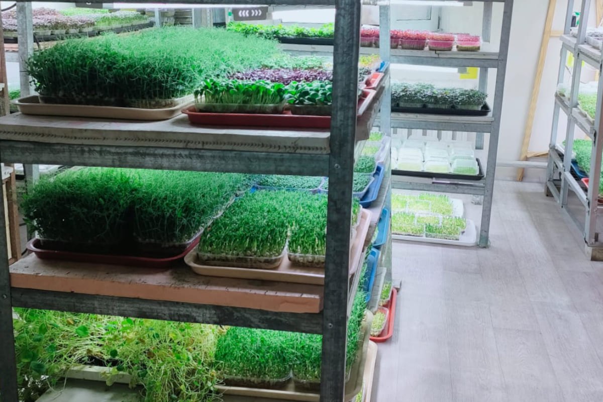 микрозелень