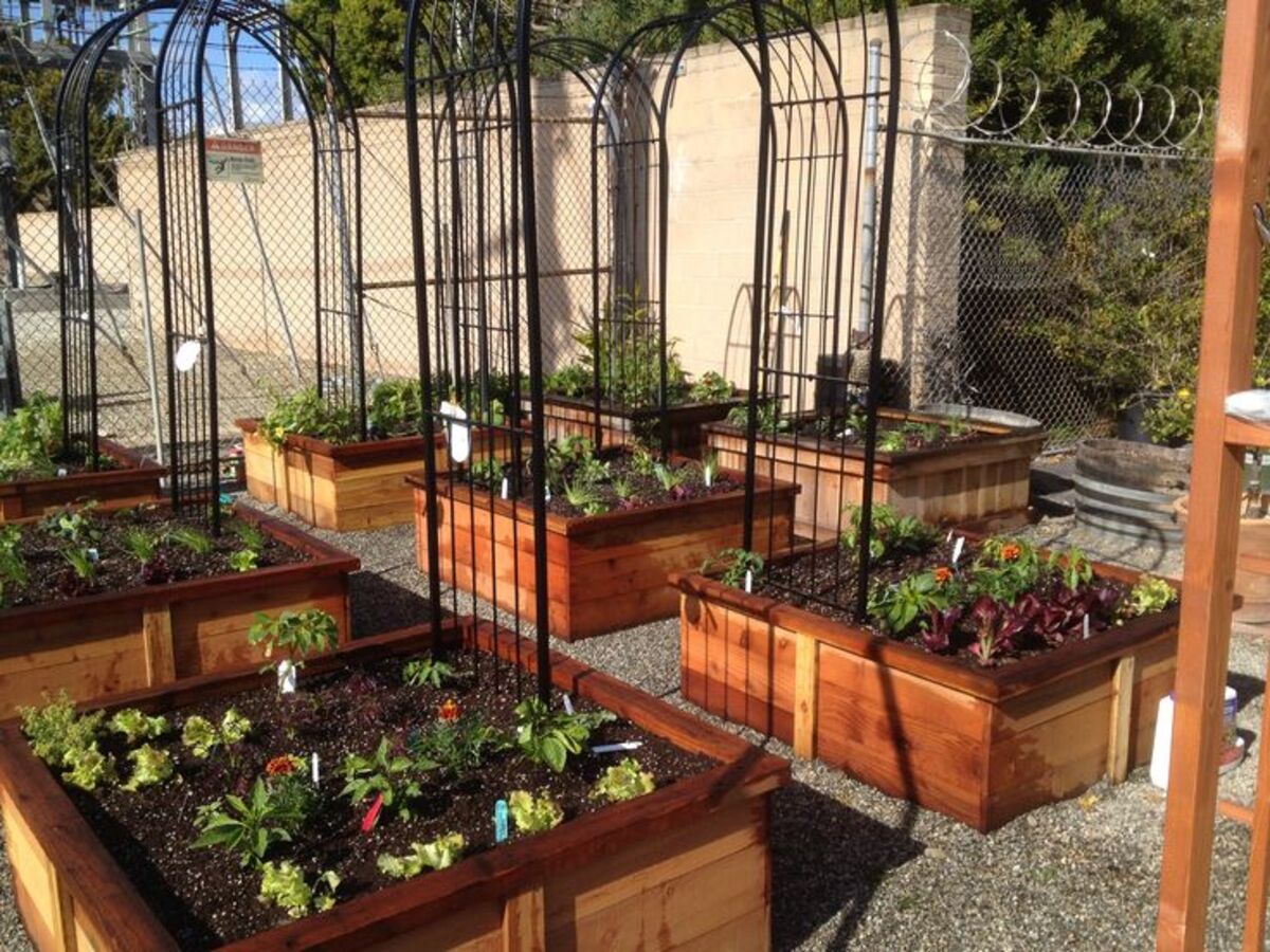 новые культуры для дачи