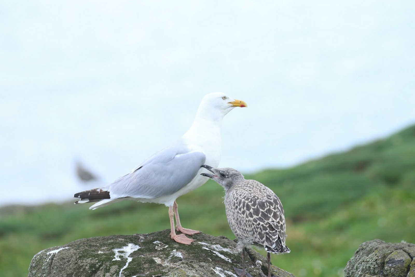 7-Городские крыши безопаснее для потомства чаек чем природные территории.jpg