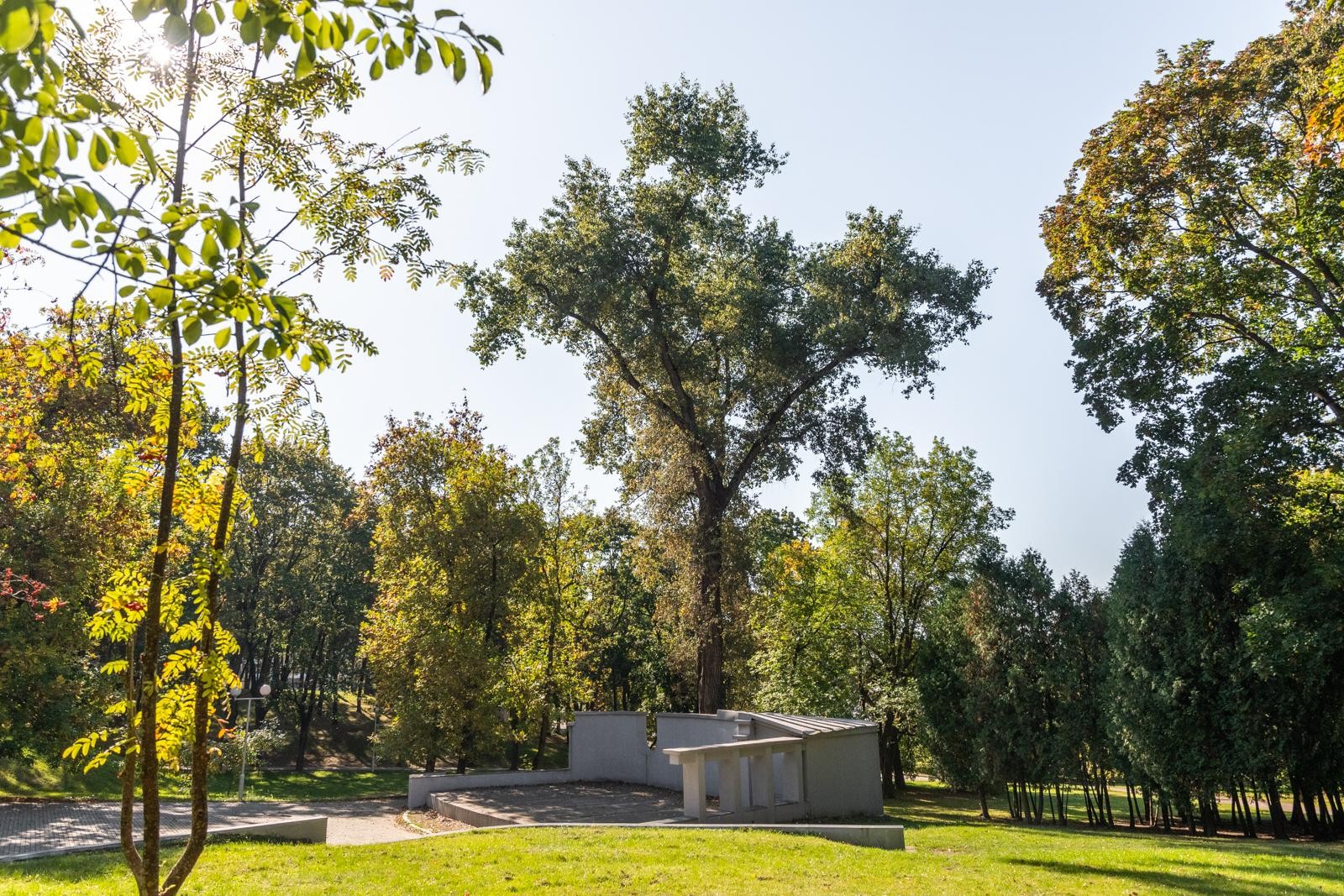 13-130-летний тополь в парке Горького.jpg