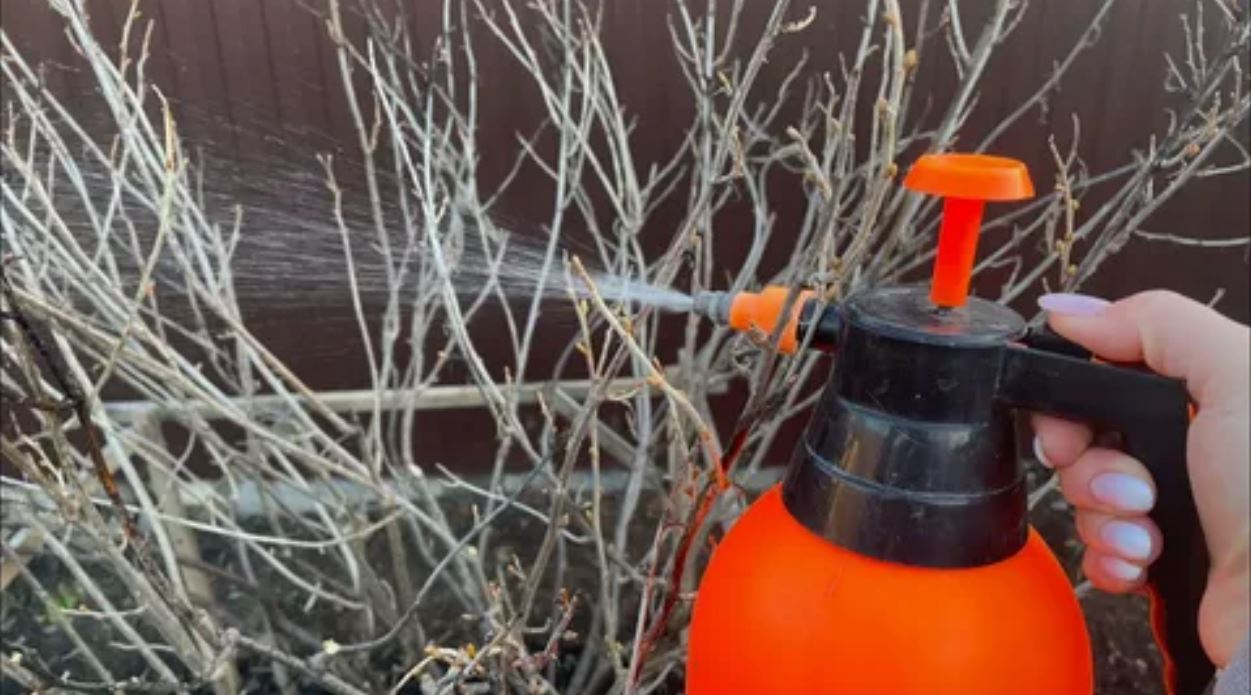 работы в саду зимой