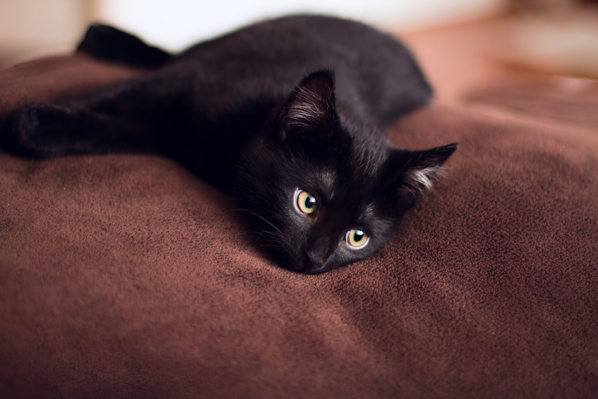 Чёрная кошка