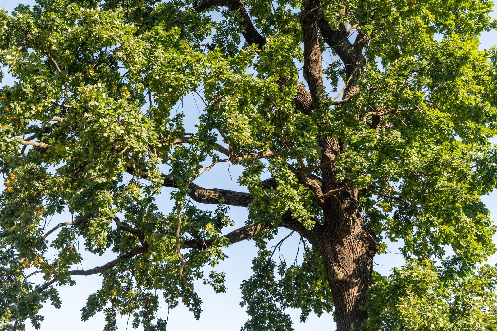 8-Дуб Волот Волотович в Минске.jpg 8-Дуб Волот Волотович в Минске.jpg