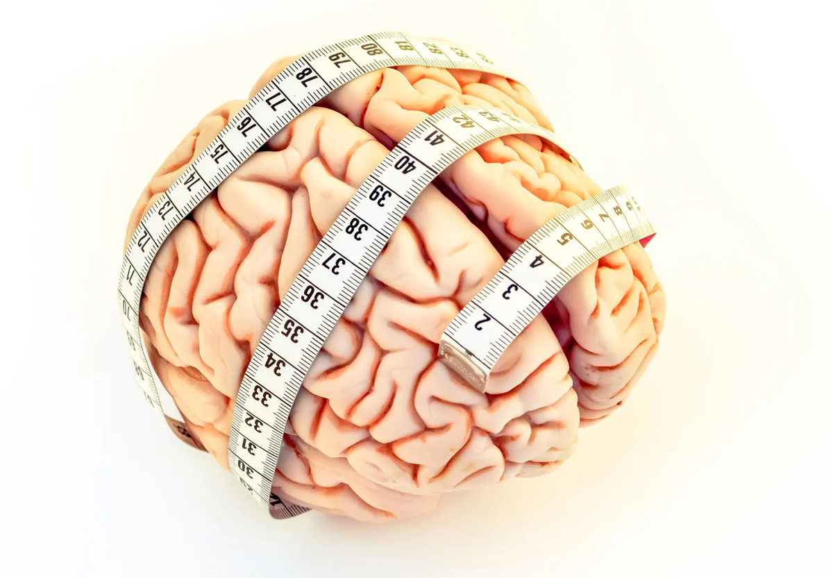 размер мозга