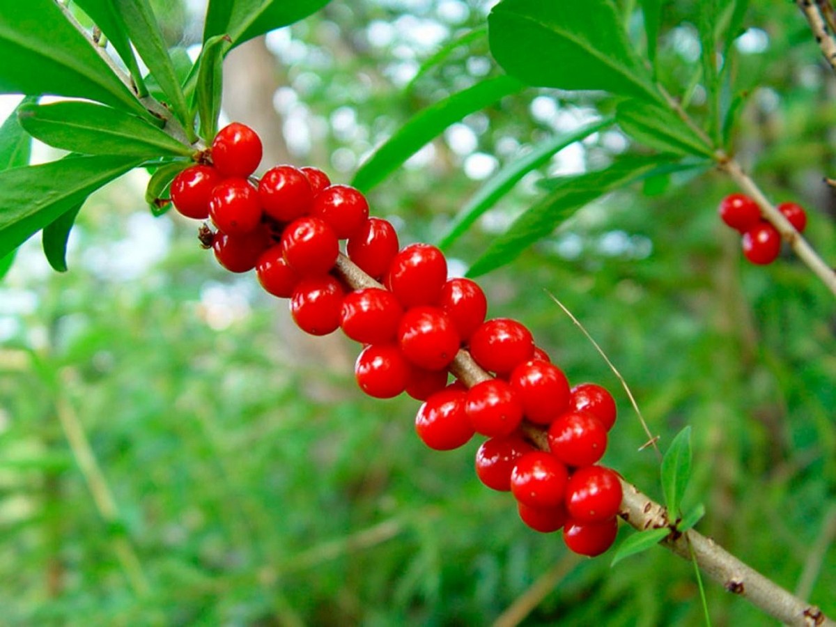 5-Ягоды волчьего лыка.jpg