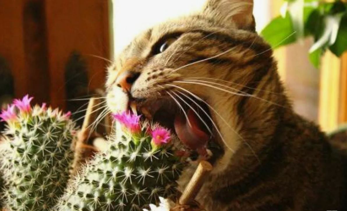 кот и цветок