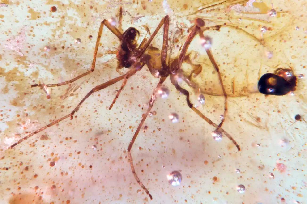 насекомое похожее на муравья с янтаре