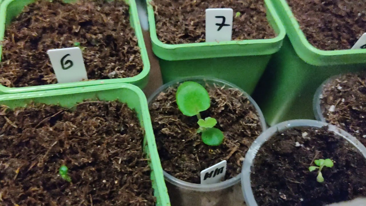 всходы бегонии