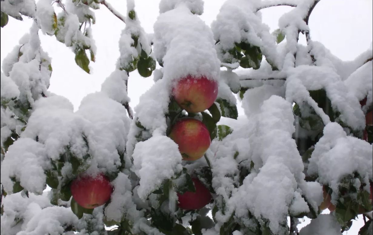 яблоня зимой