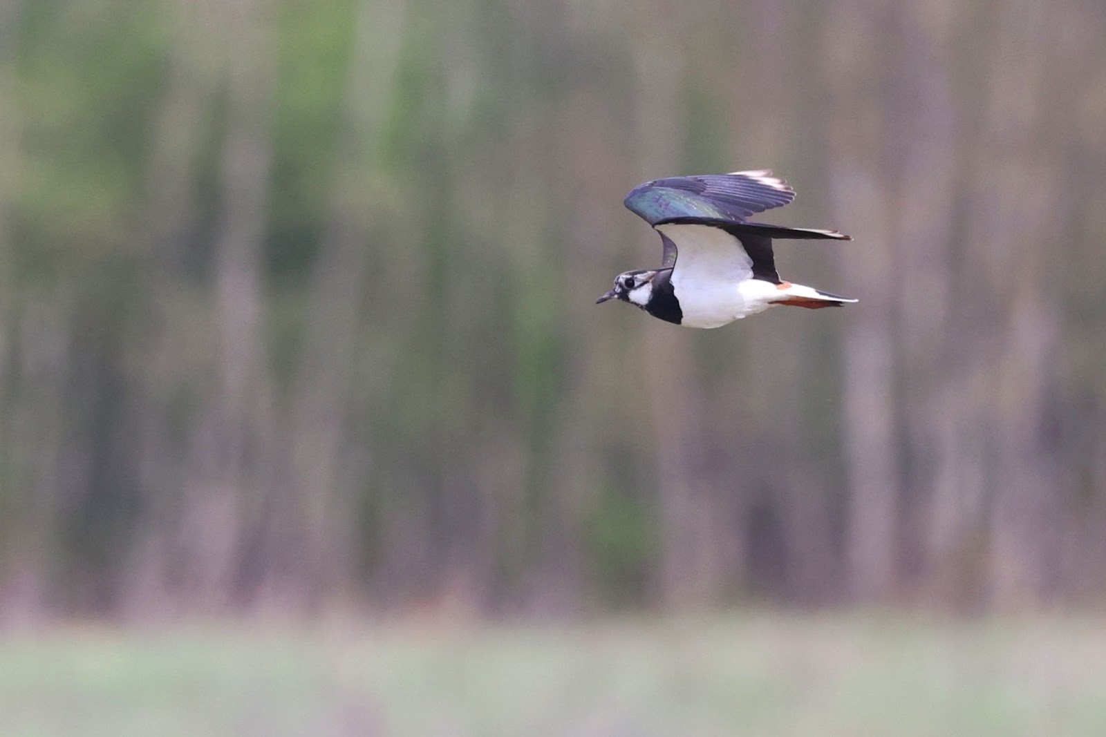 Возвращение птиц весной 8.jpg