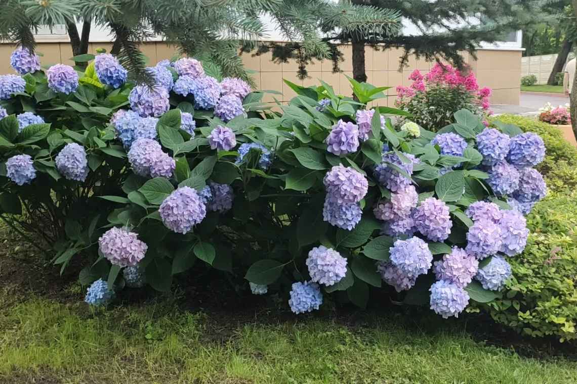 гортензии цветут гортензии цветут
