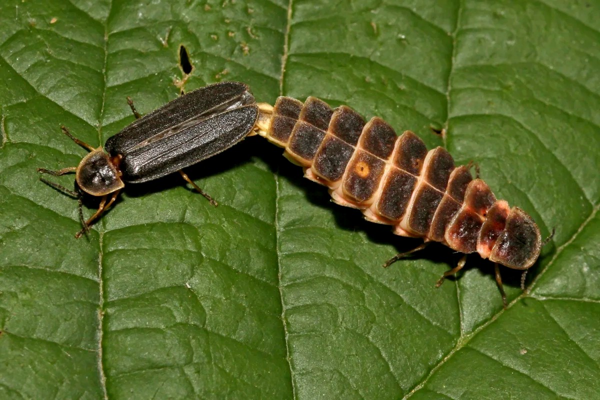 10-Слева самец Lampyris noctiluca справа самка.jpg