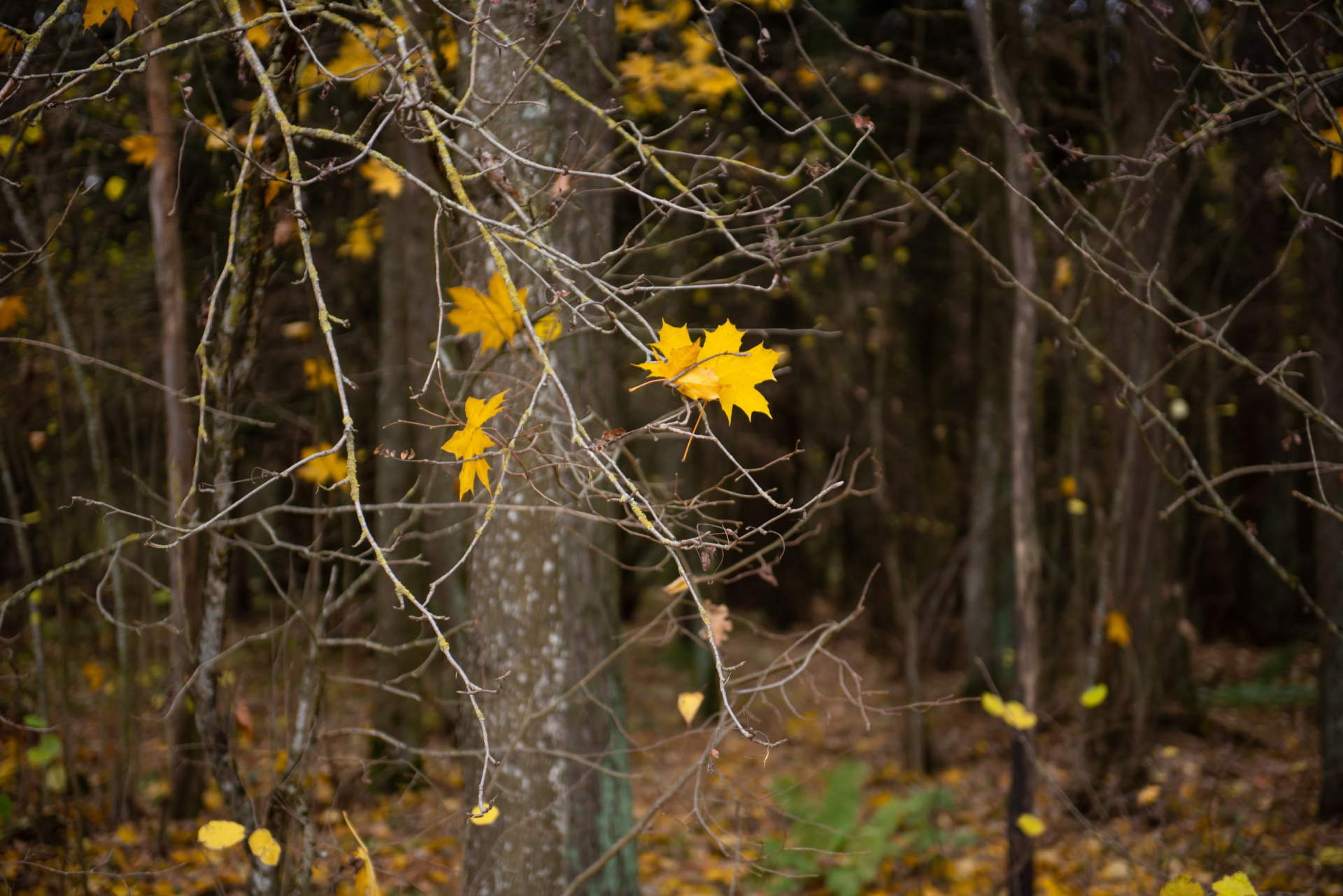 ноябрь погода