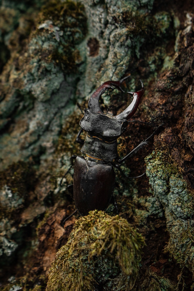 Великан в мире насекомых_Трущенко Виктория.jpg