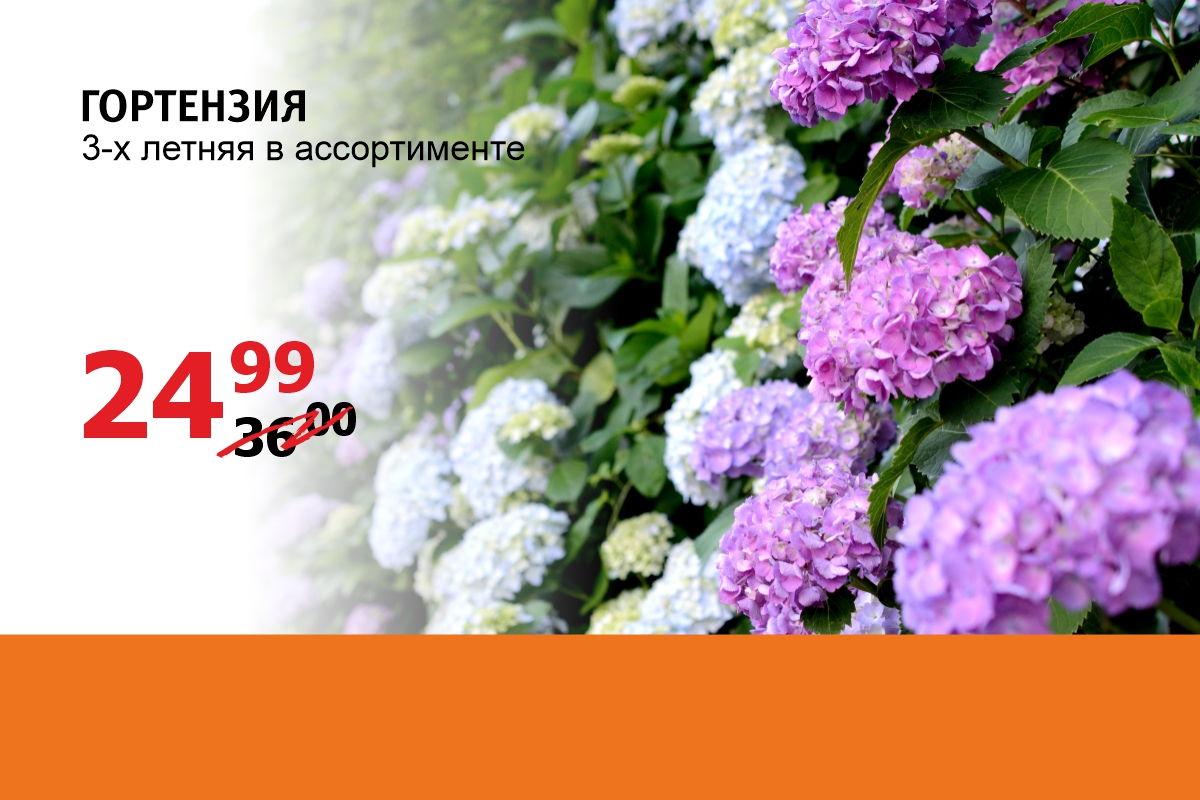 Гортензии скидка Mile.jpg