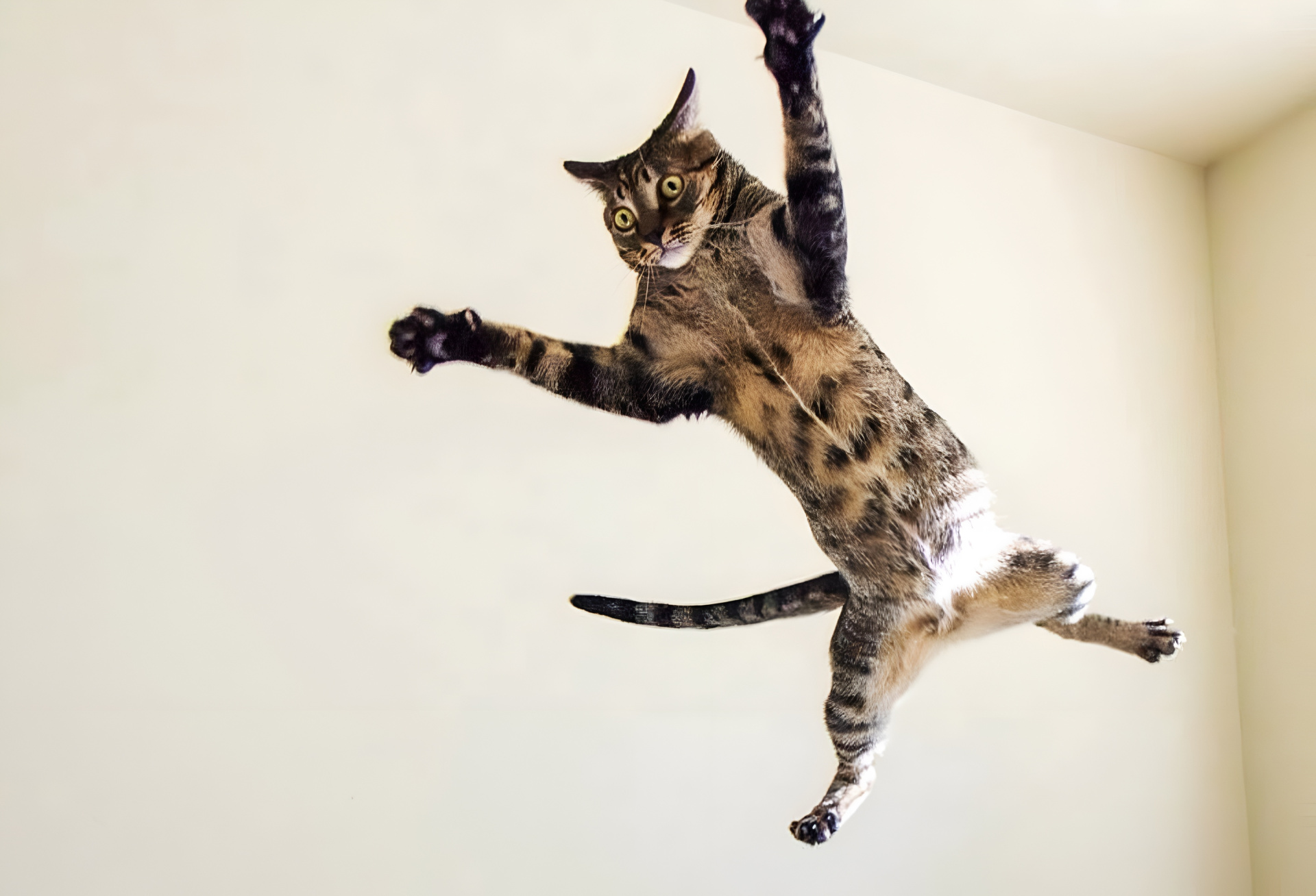 Падающая кошка