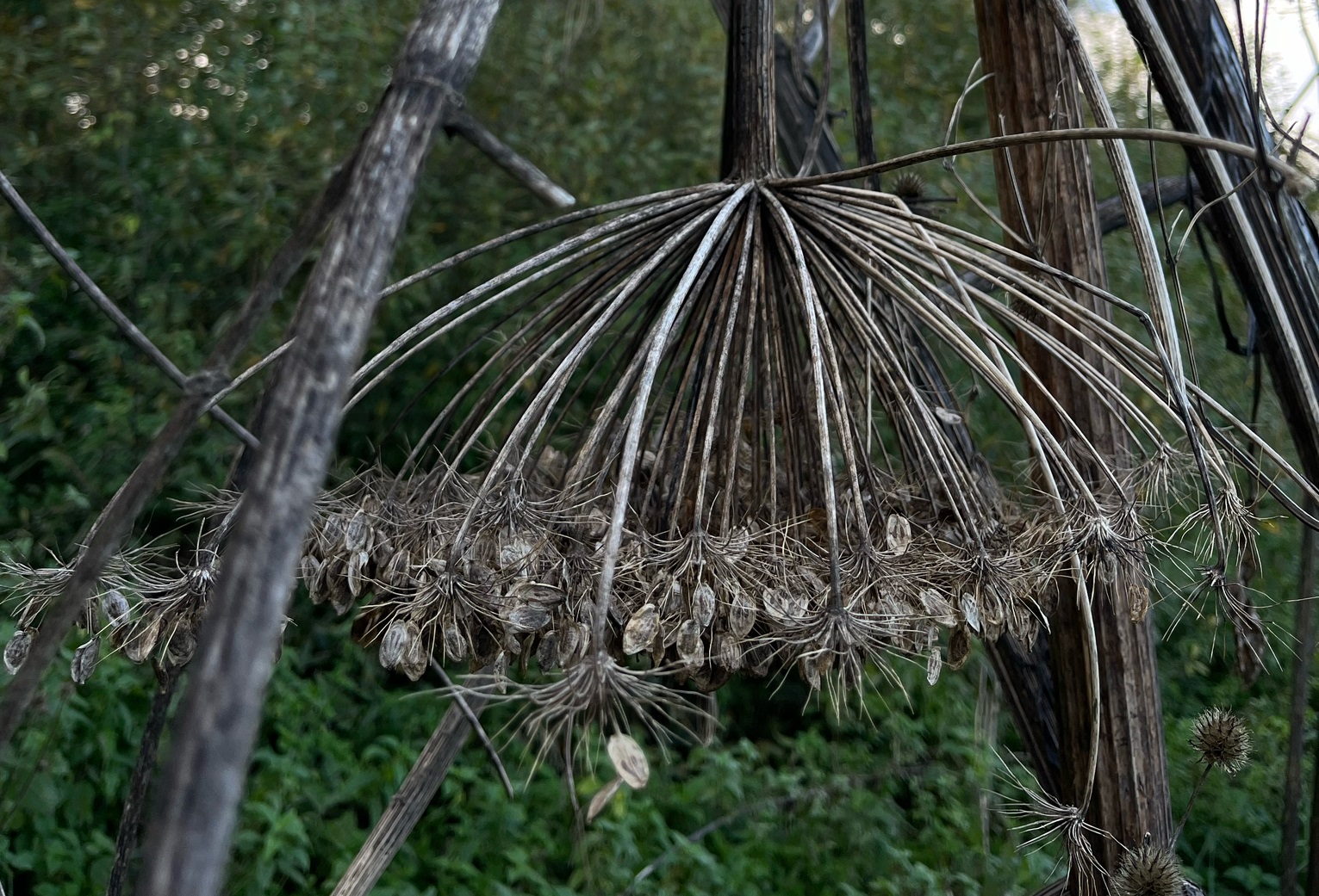 Борщевик отцвел 