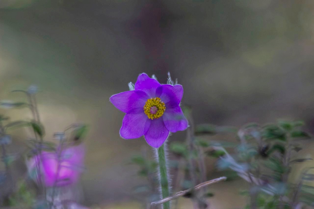 Прострел раскрытый сон-трава 3.jpg