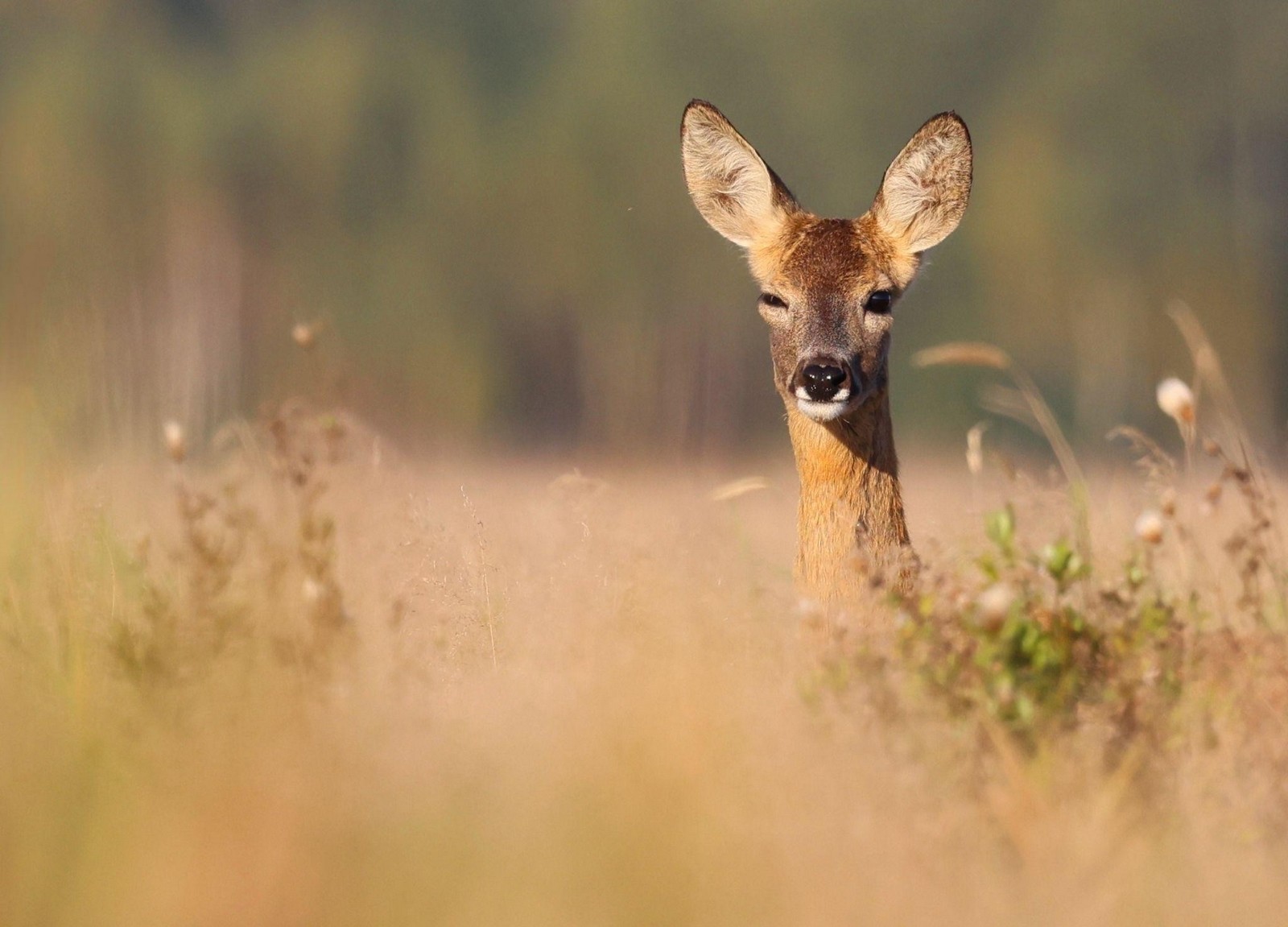 6-Косуля подмигивает фотографу.jpg