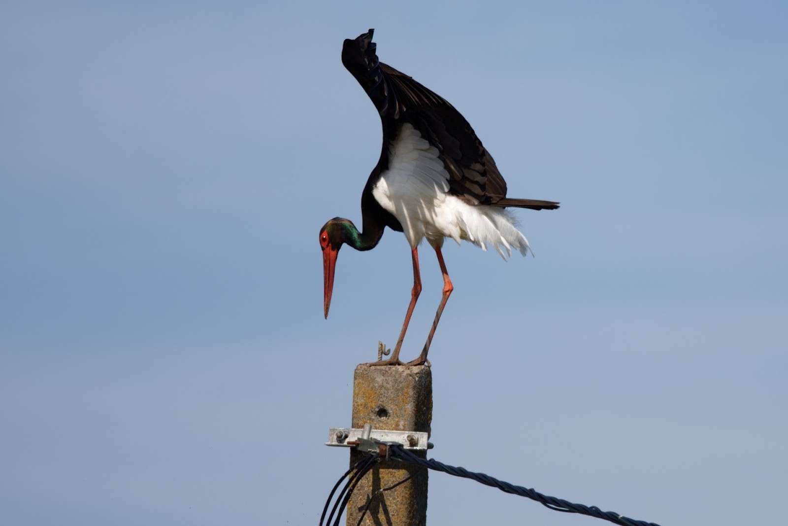 20-Черный аист.jpg