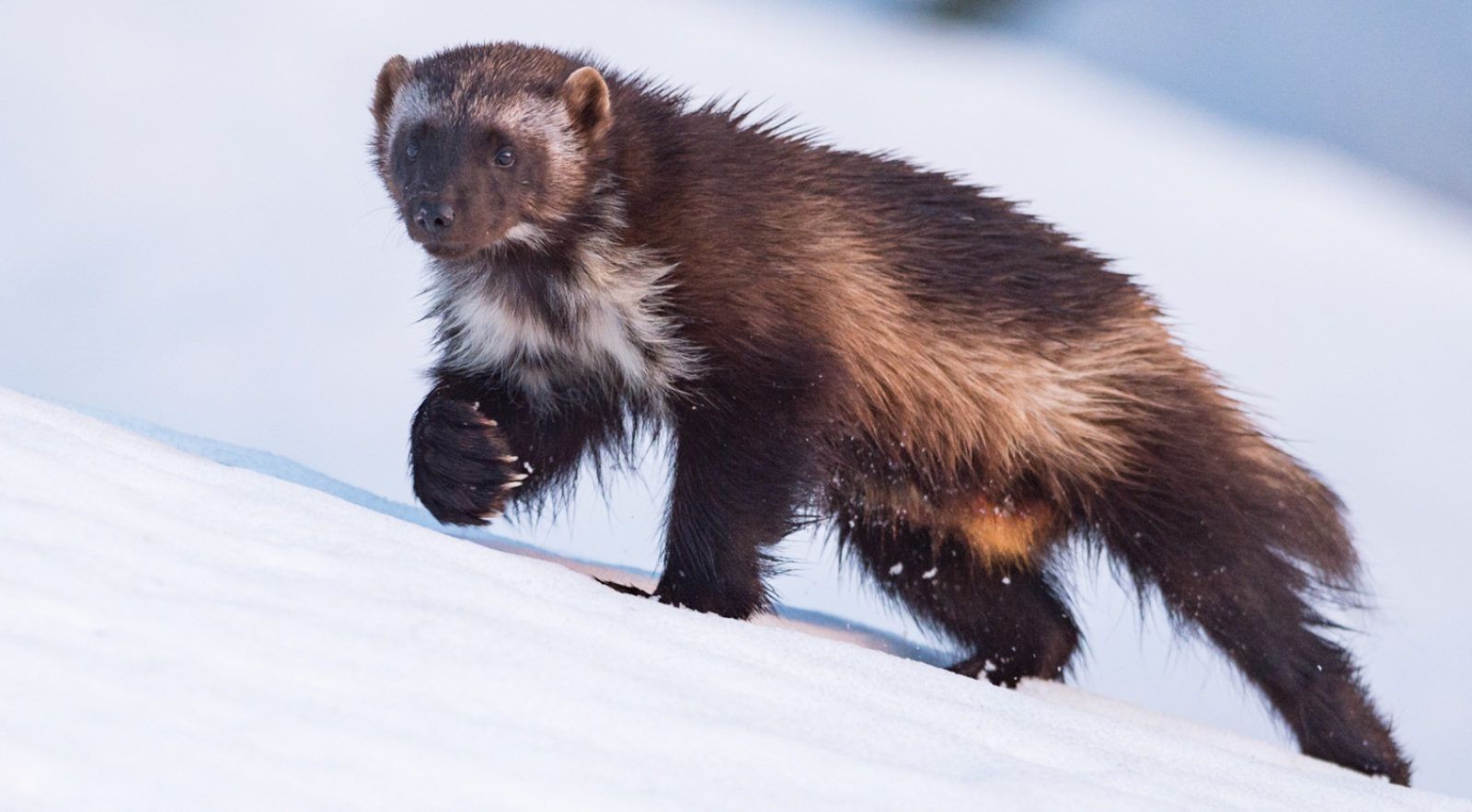 Росомаха 10.jpg