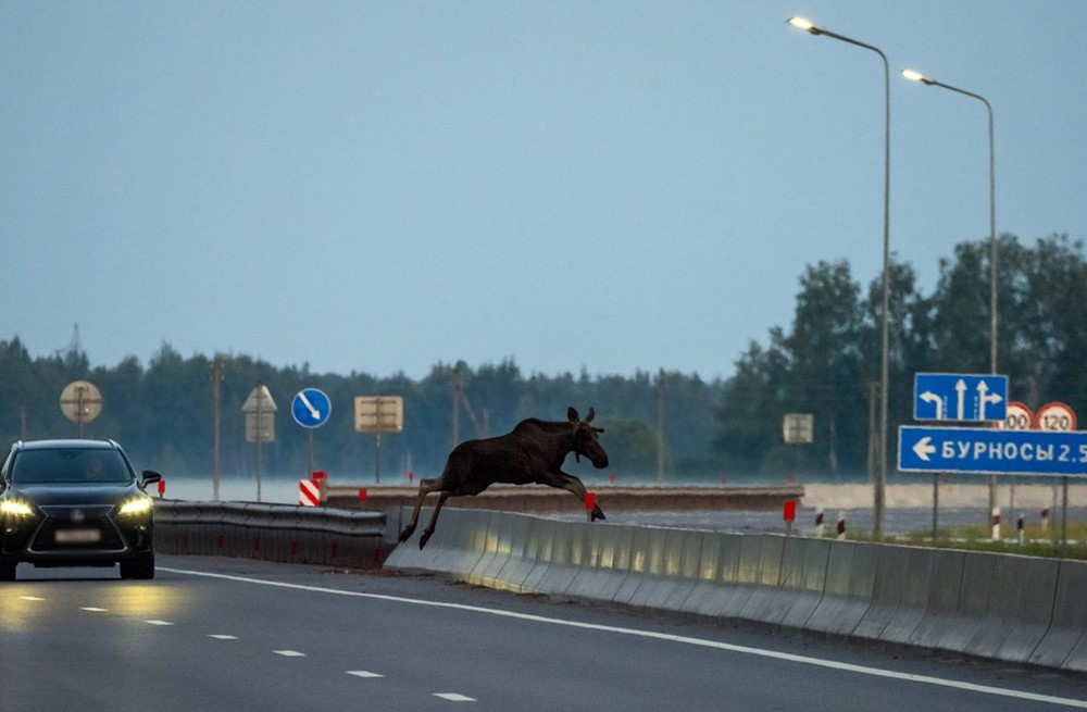 Лось на дороге