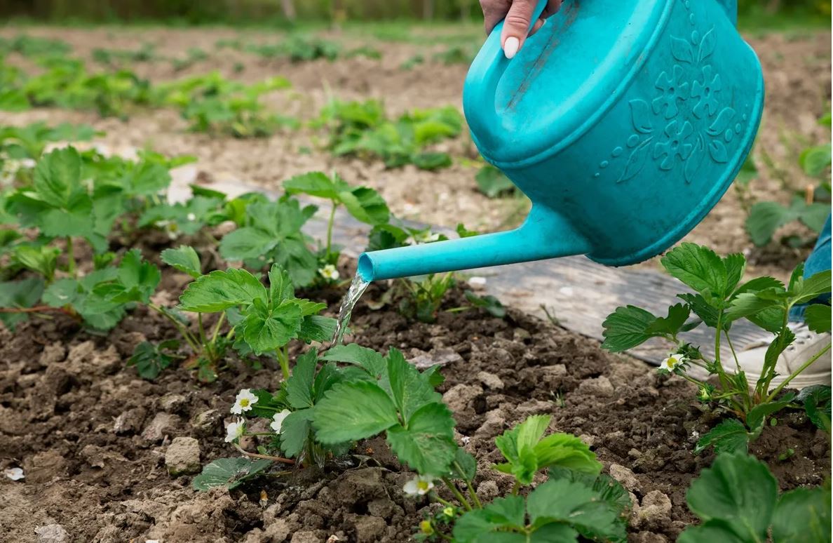 клубника клубника1.jpg