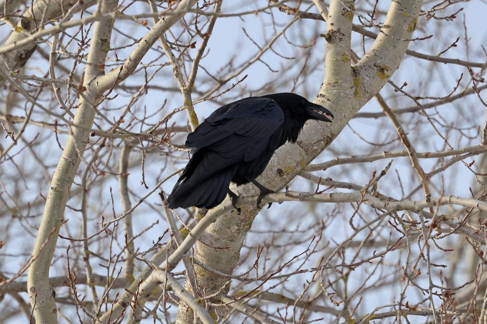 4-Ворон на ветке.jpg