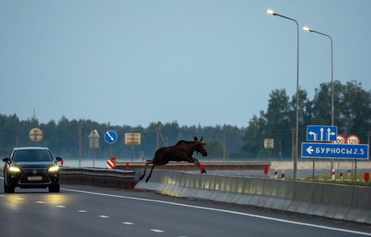 лось на дороге.jpg