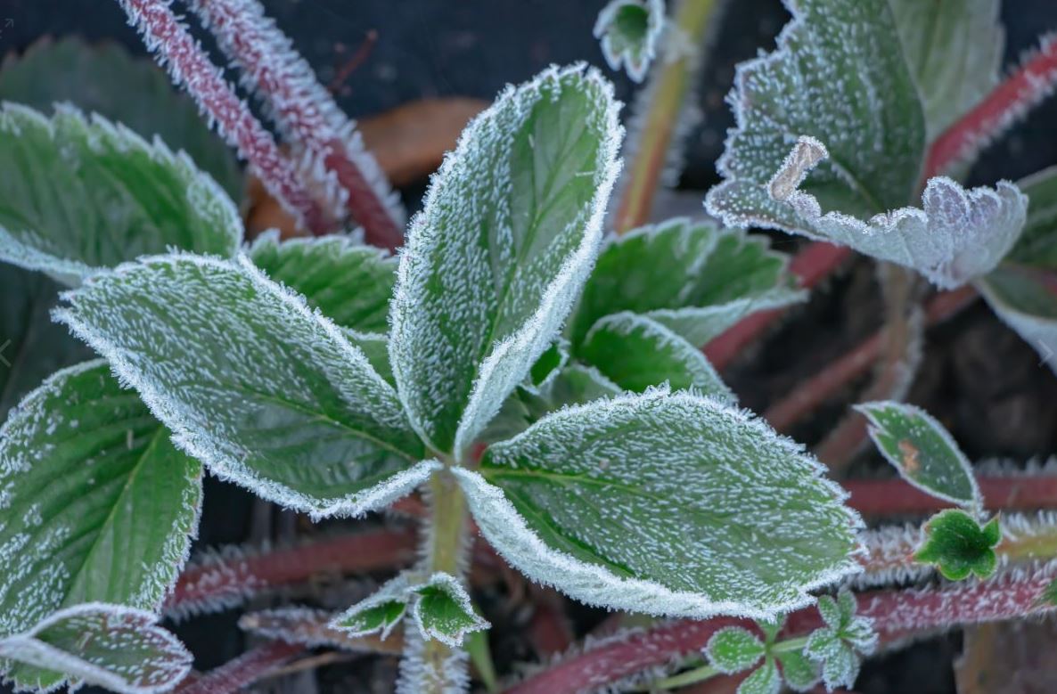 растения растения 1.jpg