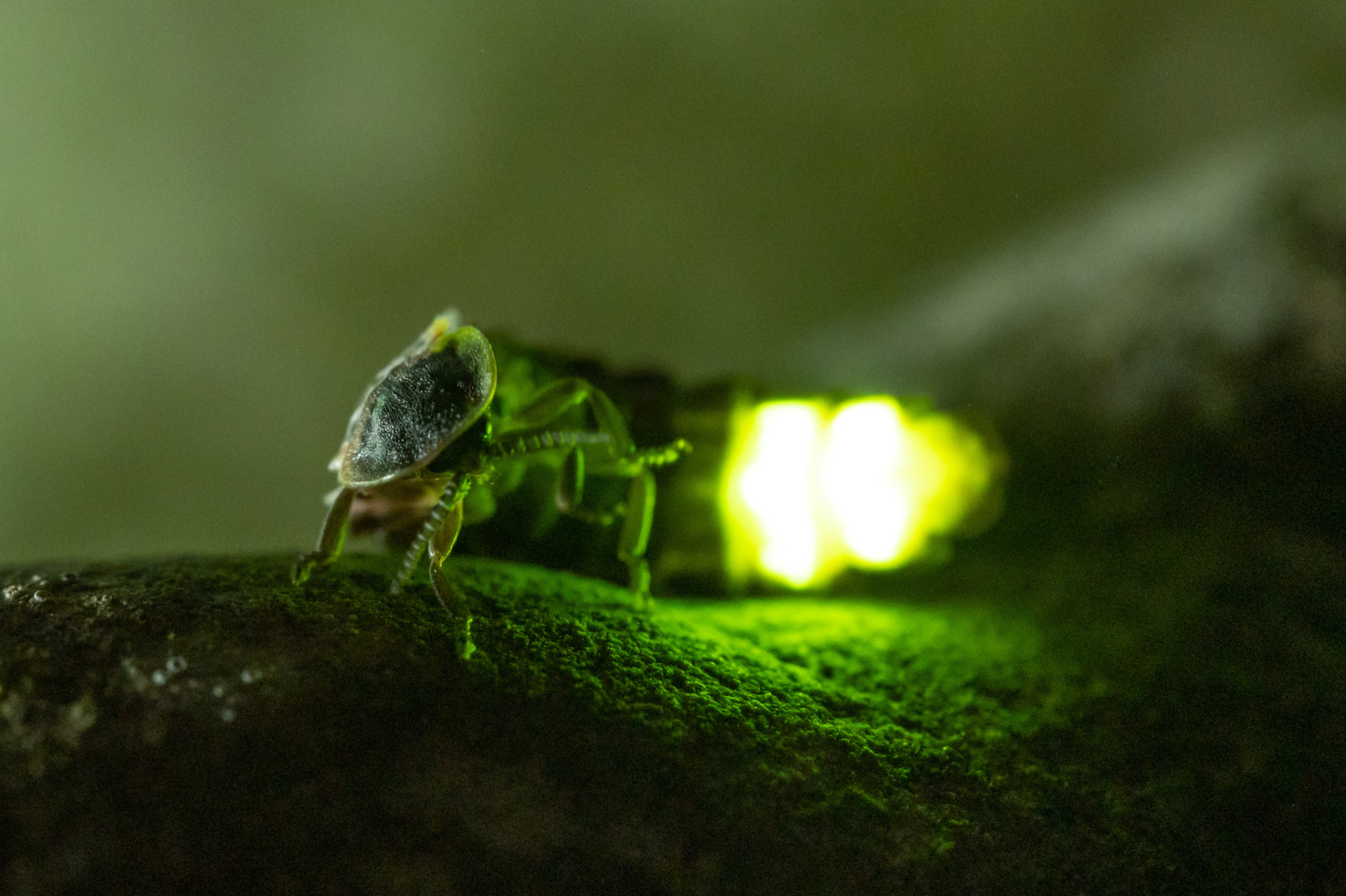 8-Lampyris noctiluca.jpg