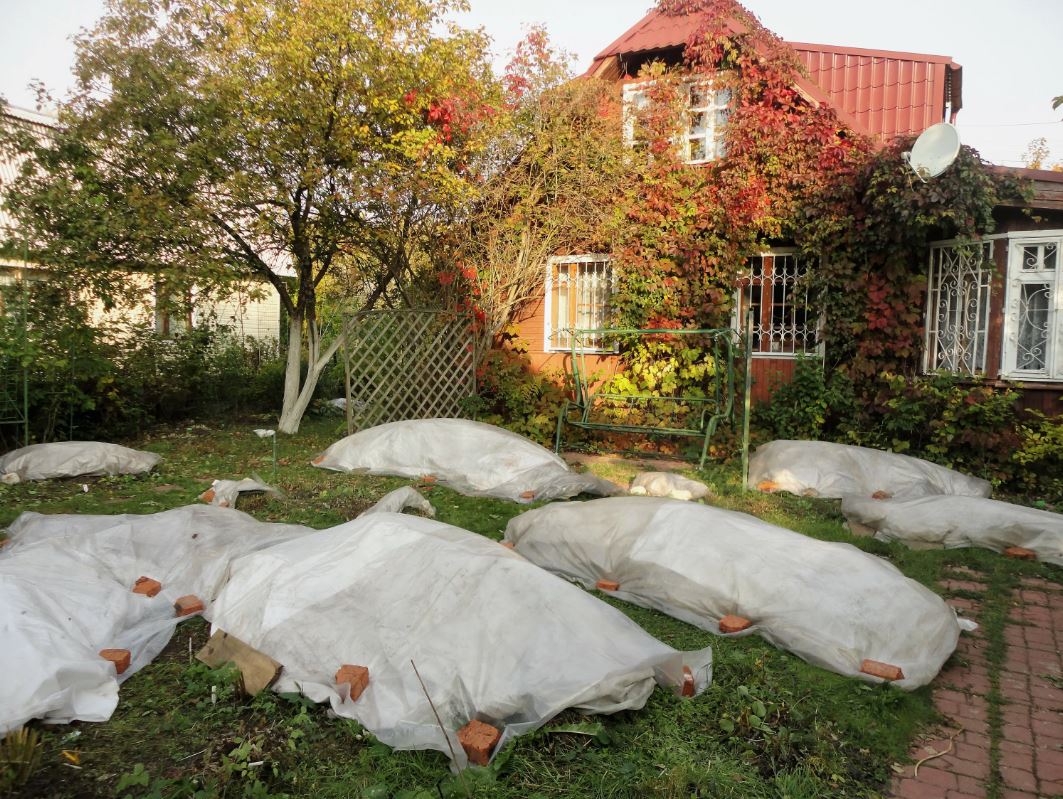 Укрытие растений на даче