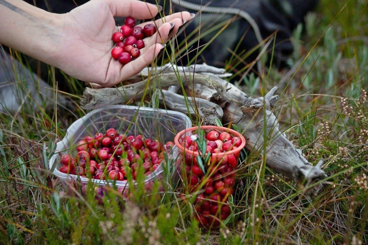 9-Клюква обыкновенная.jpg