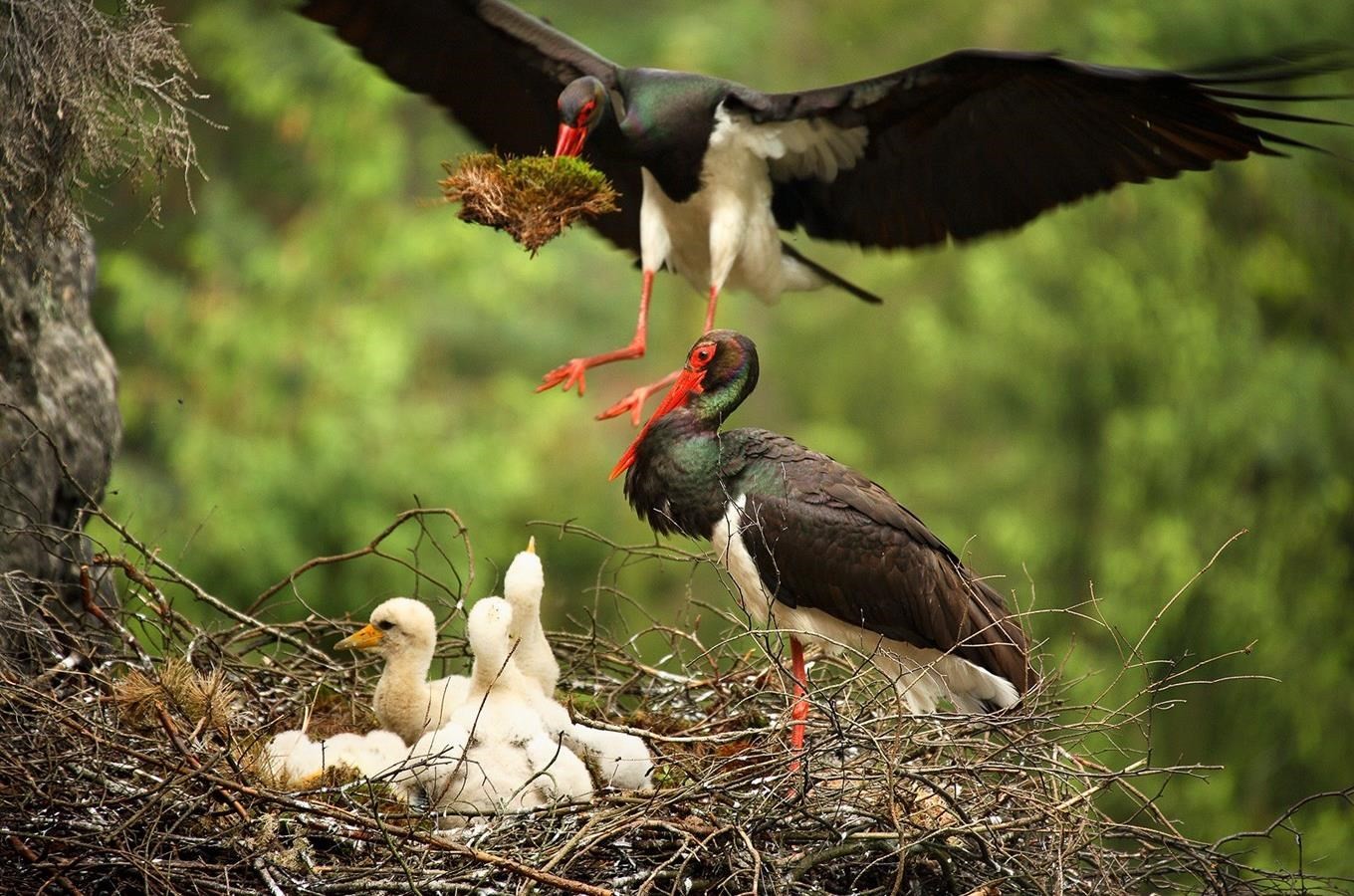 17-Гнездо черных аистов.jpg