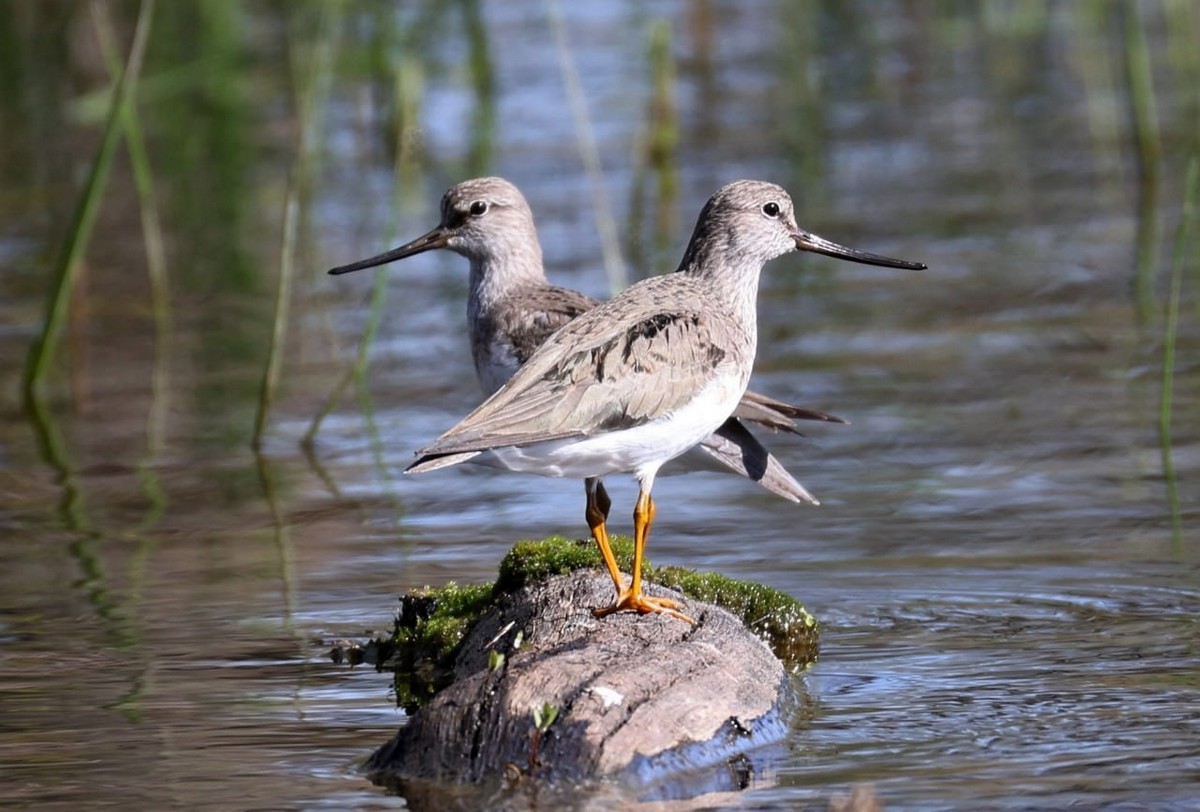 11-Краснокнижные мородунки на старице реки Припять.jpg