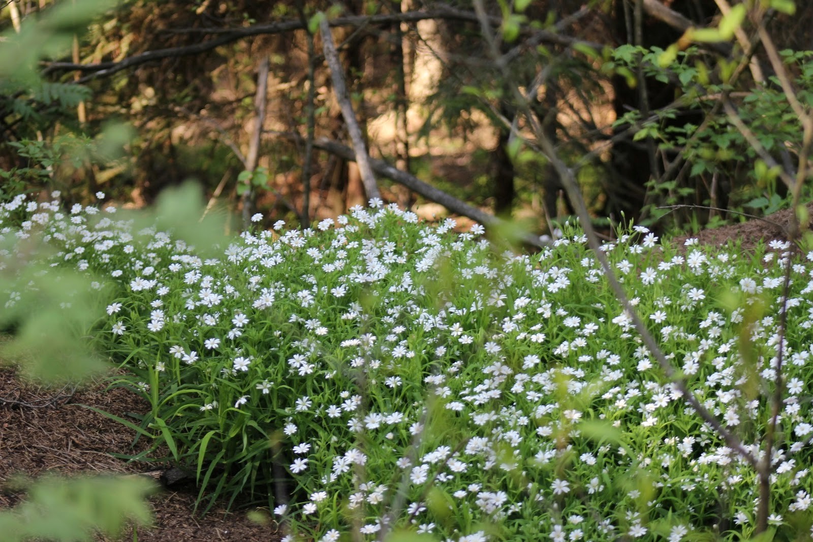 Звездчатка 2.jpg