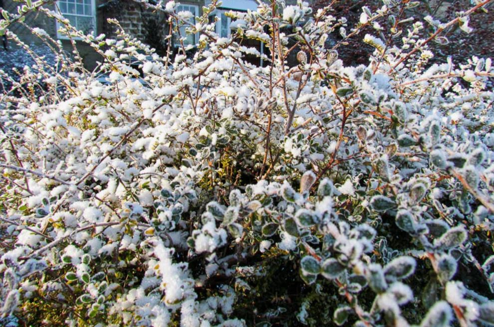 кусты под снегом.jpg