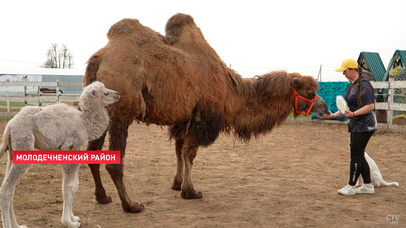 Под Молодечно родился редкий белый верблюжонок | СмартПресс