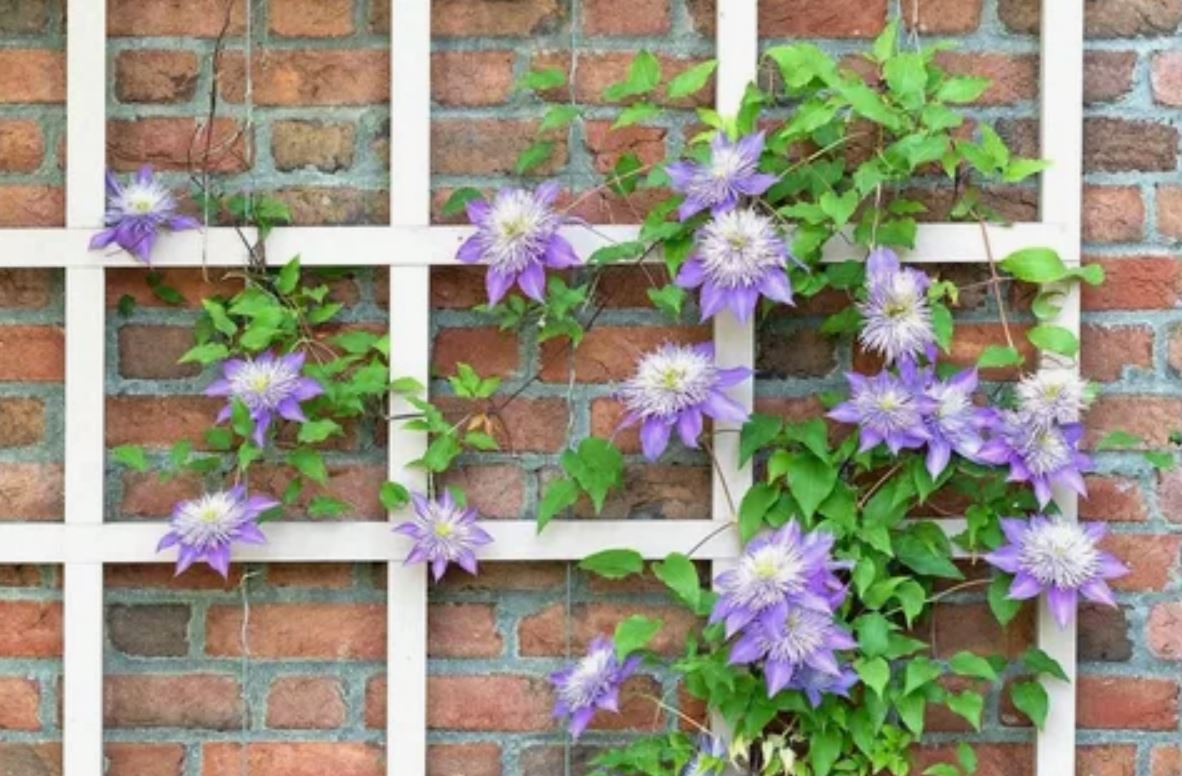 лианы на даче лианы на даче 3.jpg