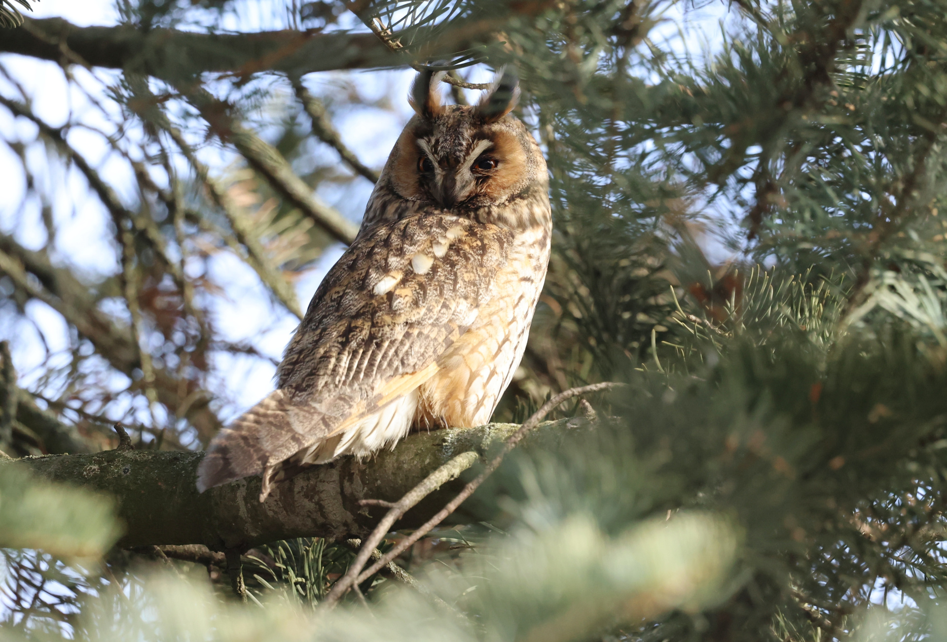 Ушастая сова 