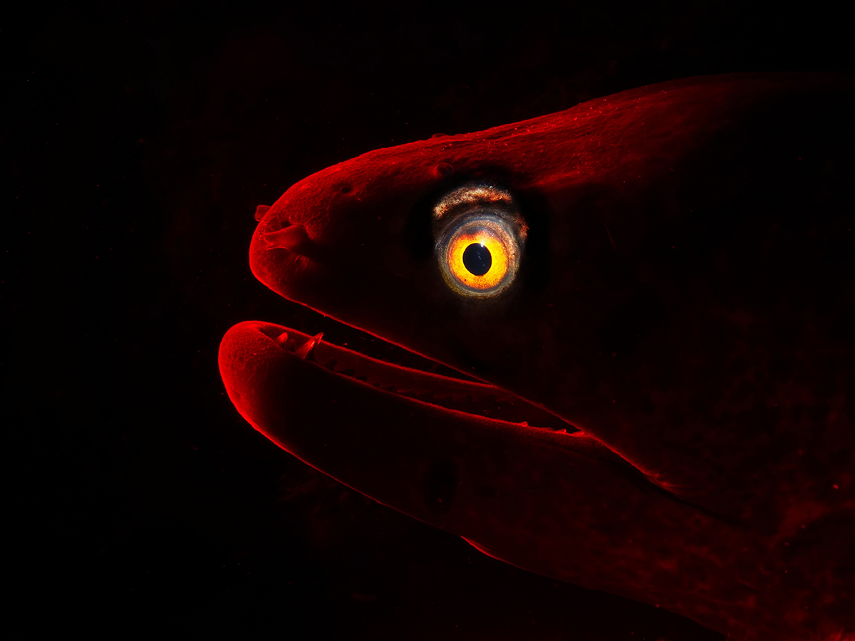 Big-and-Small-Underwater-Faces-2nd-Place-Verona-Chadwick