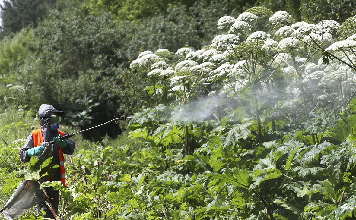 Борщевик борьба 