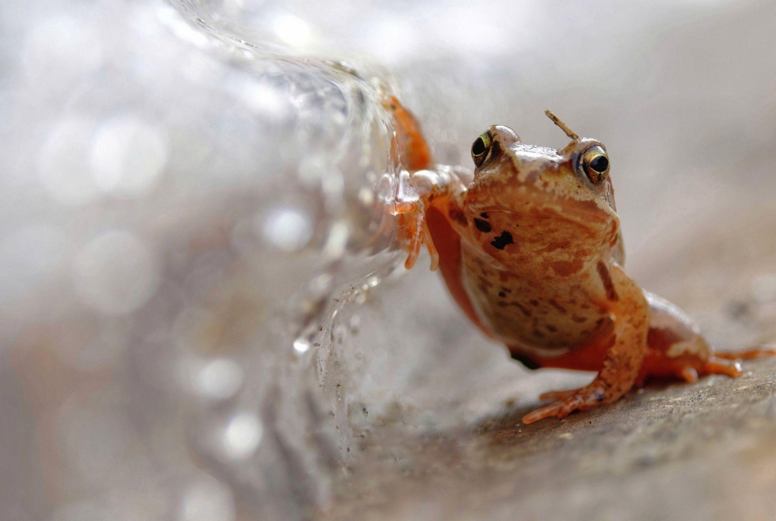 9-Травяная лягушка.jpg