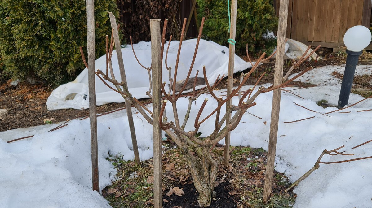 обрезанные гортензии обрезанные гортензии